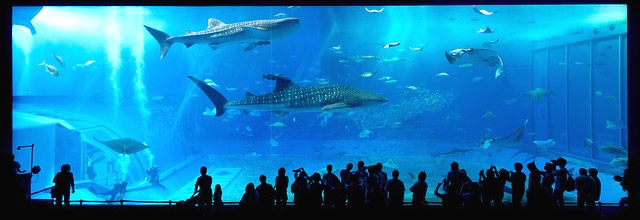 沖縄美ら海水族館