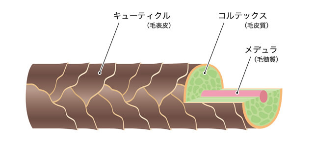 髪の構造