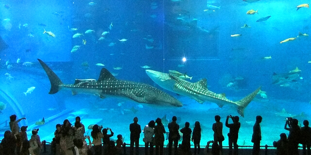 美ら海水族館