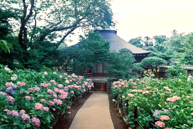 本土寺