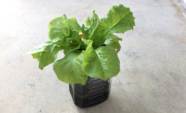 ペットボトルでプランターの作り方 簡単に自作して家庭菜園で野菜づくり