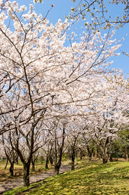 桜並木