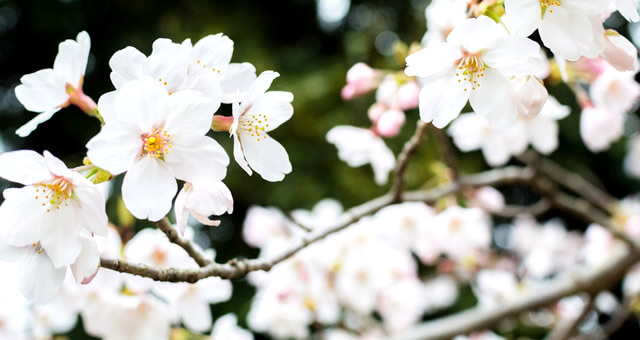 桜の花