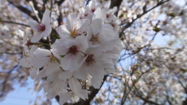 桜の花