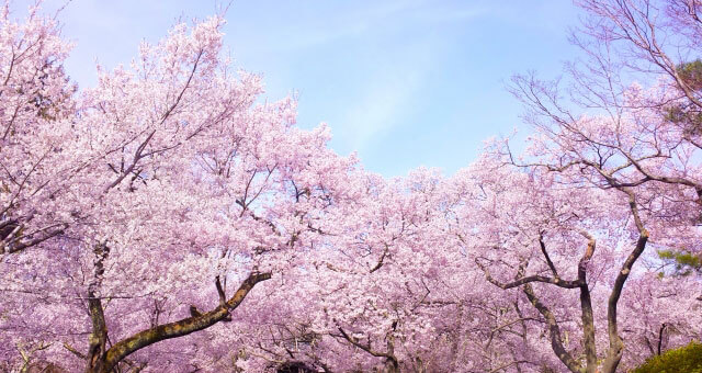 桜の花