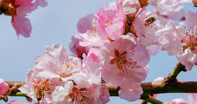 桜の花