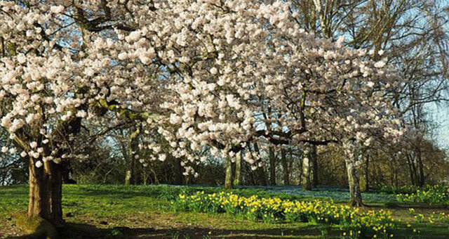 桜の木