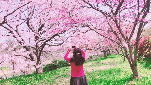 桜の写真を撮る女性