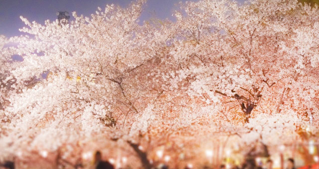 桜