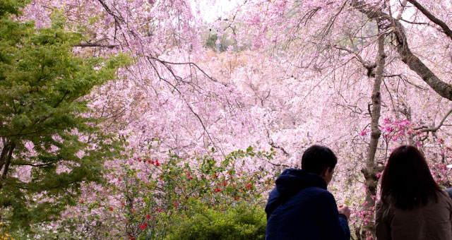 桜と男女