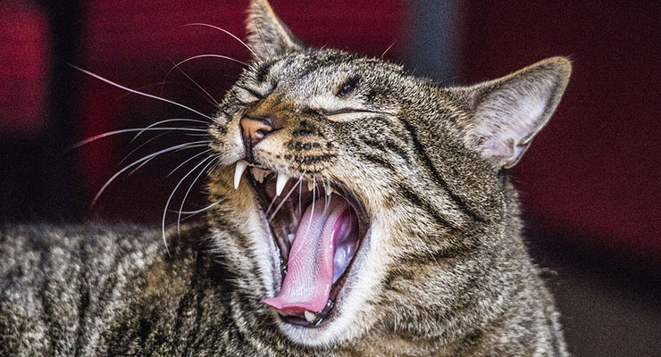 大きな口を開ける猫