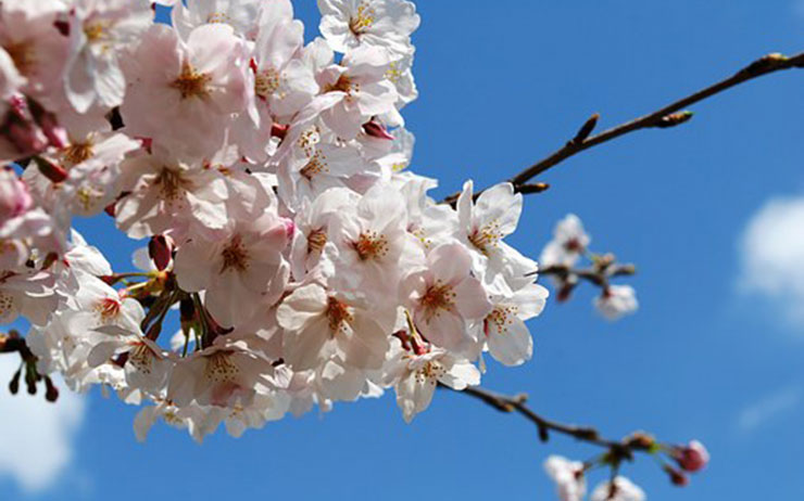 桜